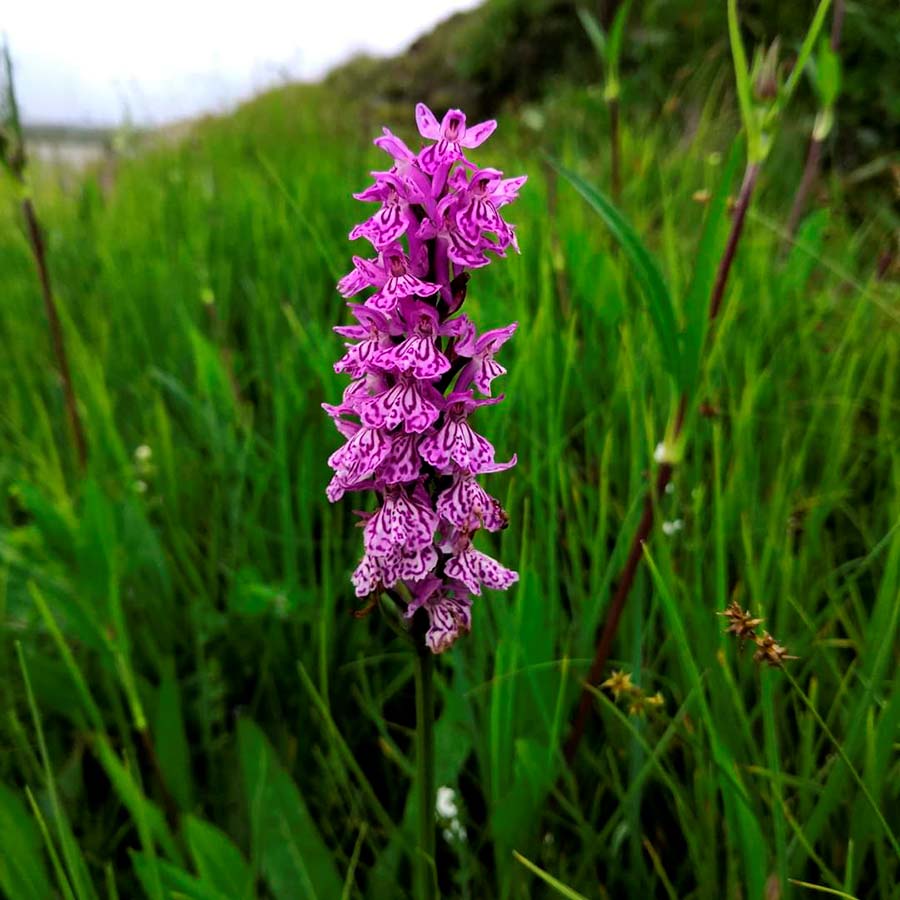 EHS Techniques | Specialized consultancy in the environment