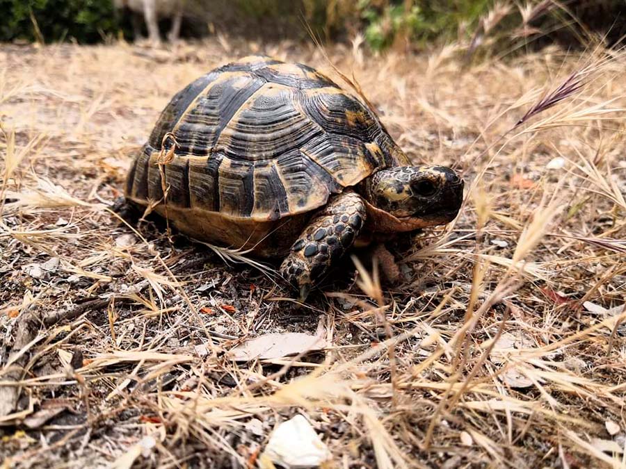 EHS Techniques | Specialized consultancy in the environment