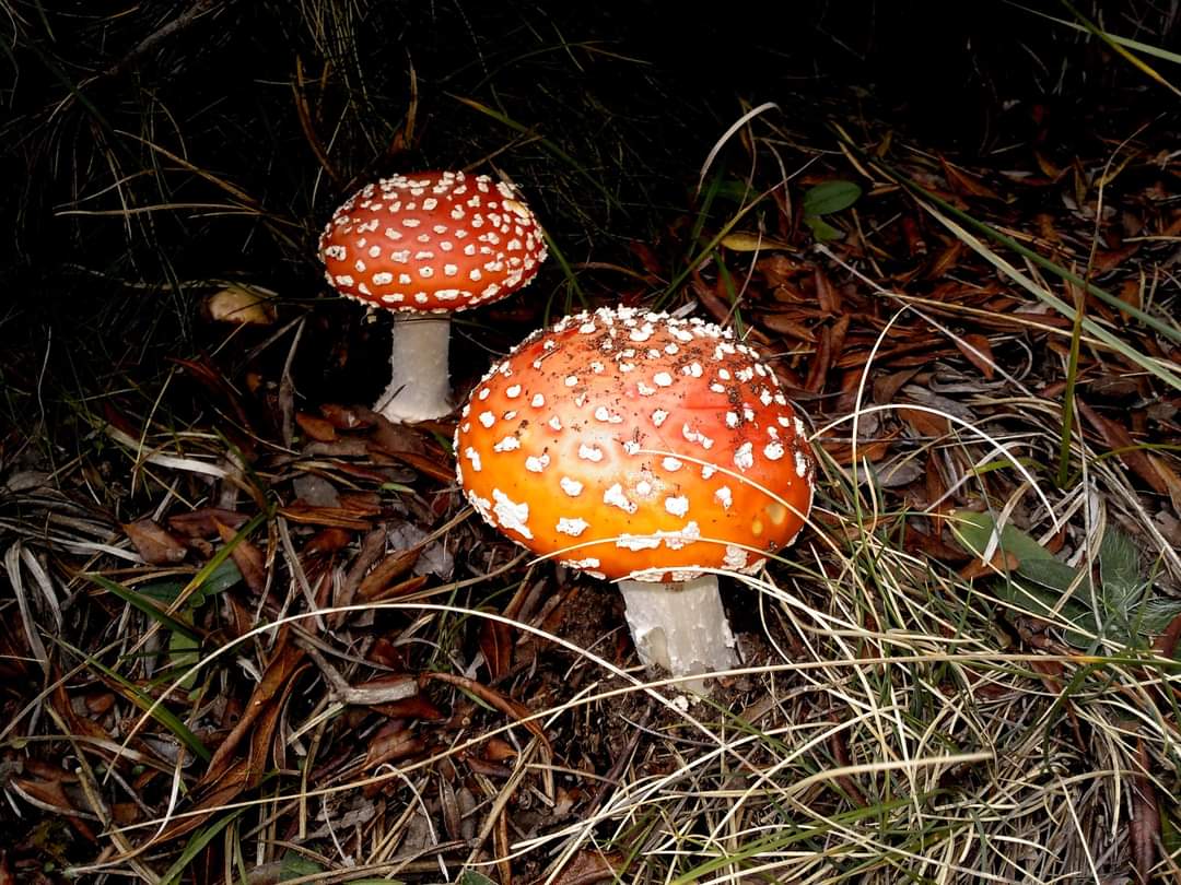 EHS Techniques | Specialized consultancy in the environment