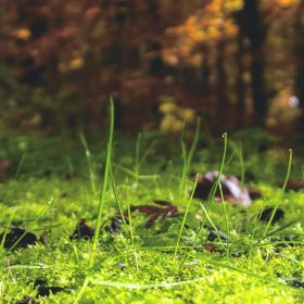 Estudios de impacto ambiental y asociados, planes de vigilancia ambiental, estudios de línea de base, asesoramiento en MTDs y VLE, análisis de riesgos ambientales, estudios socioeconómicos y gestión social.