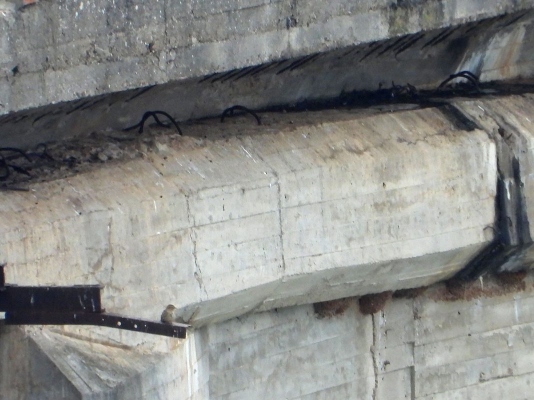 Previo a las actuaciones de obra de reparación del Viaducto Martín Gil, que transcurre sobre el embalse de Ricobayo, se procedió a la identificación de especies que pudieran anidar o buscar refugio en la propia infraestructura y en las zonas adyacentes que pudieran verse afectadas por las obras - Nidos de Avión Común