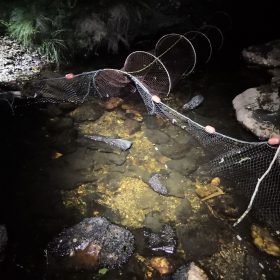 EIA: Prospección de Desmán Ibérico para un EIA de reparación de un Viaducto sobre el río Truchas (Zamora)