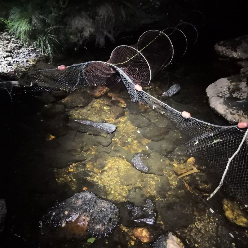 EIA: Prospección de Desmán Ibérico para un EIA de reparación de un Viaducto sobre el río Truchas (Zamora)