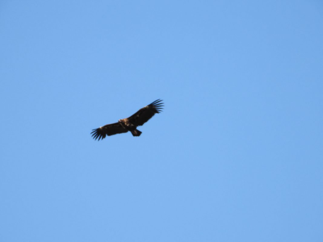 EIA: Ciclo anual de avifauna, quirópteros y especies clave para el EIA de una planta fotovoltaica en la provincia de Alicante