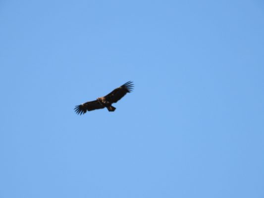 EIA: Ciclo anual de avifauna, quirópteros y especies clave para el EIA de una planta fotovoltaica en la provincia de Alicante