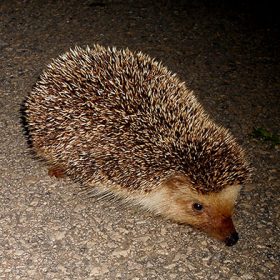 EIA: Ciclo anual de avifauna, quirópteros y especies clave para el EIA de una planta fotovoltaica en la provincia de Málaga