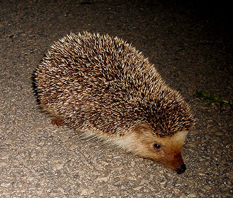 EIA: Ciclo anual de avifauna, quirópteros y especies clave para el EIA de una planta fotovoltaica en la provincia de Málaga